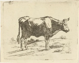 Mucca in piedi