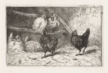 Gallo e cinque galline in un pollaio