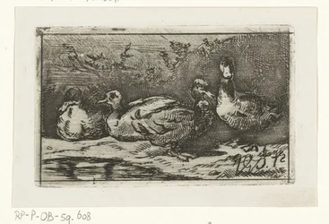 Quattro anatre sulla riva