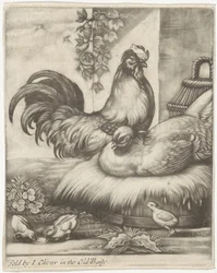 Gallo e gallina