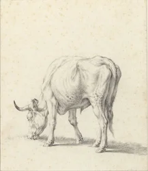 Toro al pascolo