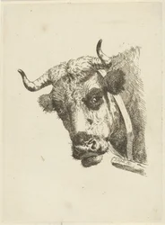 Testa di mucca