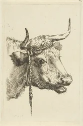 Testa di una mucca