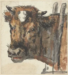 Testa di una mucca