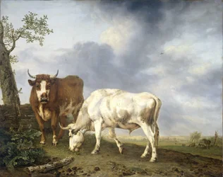 Buoi nel prato