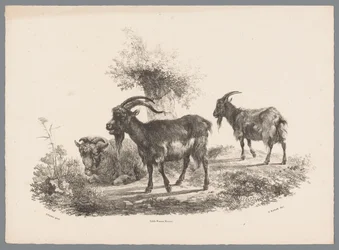 Due capre e una pecora vicino a un albero (Studi di animali di J. Kobell da Paul Potter Nr. 1)