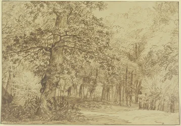 Scena di bosco, a sinistra del sentiero una grande quercia