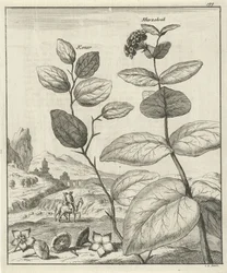 Immagine di due piante persiane