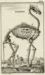 Scheletro di un cammello, c. 1680s