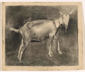 Capra in piedi, verso destra