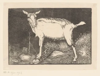 Capra bianca