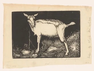 Capra bianca