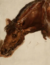 Studio di una testa di cavallo