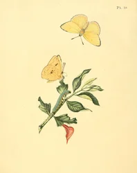 Phoebis sennae (come syn. Papilio hyperici)