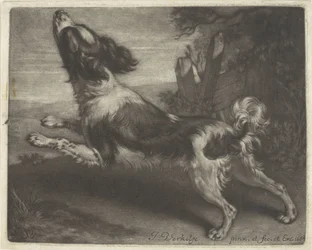 Cane che corre, possibilmente uno spagnolo
