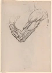 Studio anatomico dei muscoli di un braccio destro