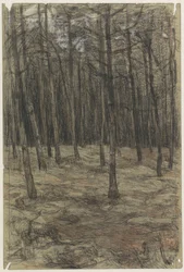 Paesaggio boschivo