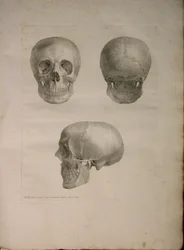 Albinus II, Pl. I, illustrazione da 