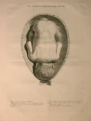 Albinus, Utero, Pl. III, illustrazione da 