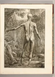 Incisione che raffigura i gruppi muscolari della schiena, 1747