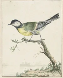 Cinciallegra