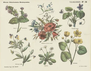 Fiori di campo