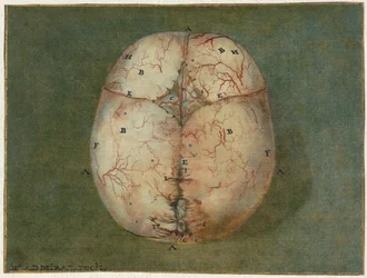 Stampe del cervello e del cuore