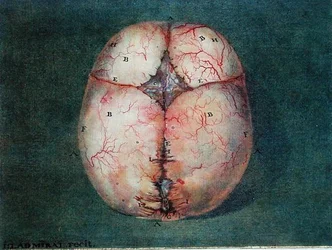 Il cervello, da 