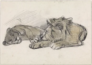 Leone e leonessa sdraiati