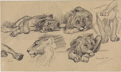 Foglio di studio con leoni