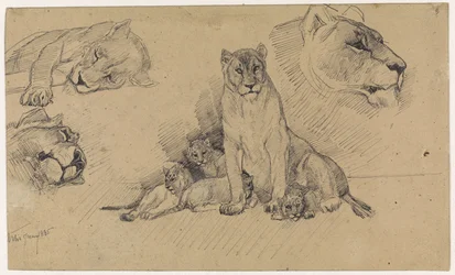 Foglio di studio con leoni e cuccioli