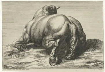 Cavallo caduto visto da dietro