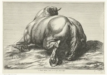 Cavallo caduto visto da dietro