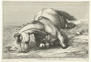 Cavallo caduto sul fianco destro