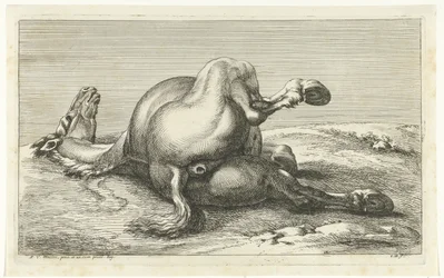 Cavallo caduto visto da dietro