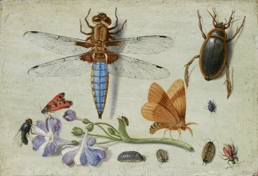 Un maggiolino, scarabeo, porcellini di terra e altri insetti, con un rametto di auricola, primi anni 1650