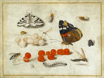 Farfalla, bruco, falena, insetti e ribes, c.1650-65