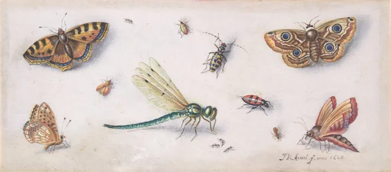 Insetti, farfalle e una libellula