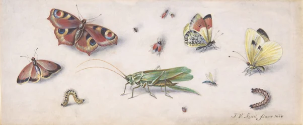 Insetti, farfalle e una cavalletta, XVII secolo