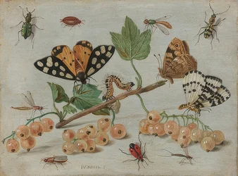 Insetti e frutti