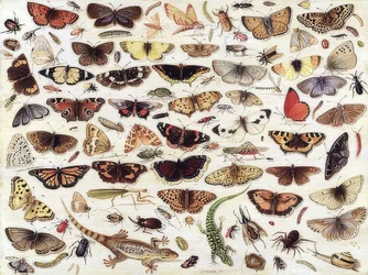 Studio di farfalle e altri insetti