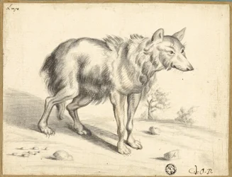 Lupo