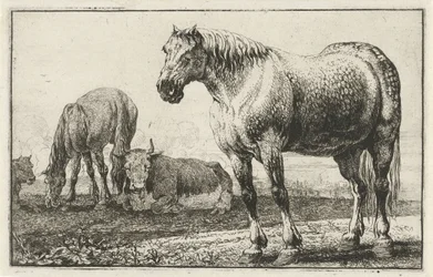 Cavalli e mucche