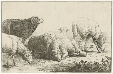 Pecore
