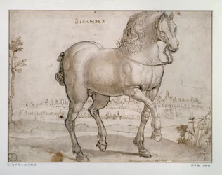 Studio per un cavallo sicamber disegno di Giovanni Stradano (Jan van der Straet)