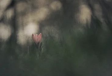 Sognante fiore rosa