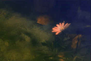 Sognante fiore rosa