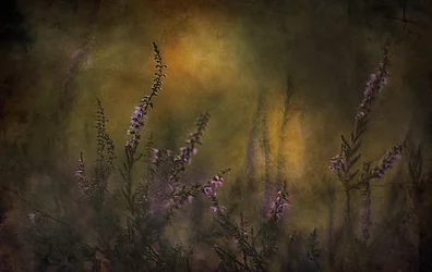 Erica viola sognante