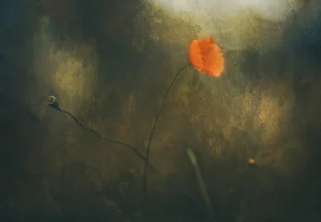 Sognante papavero rosso