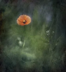 Papavero arancione etereo
